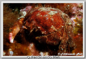 A crab (Dromia personata) in the night of the Mediterrane... by Ferdinando Meli 